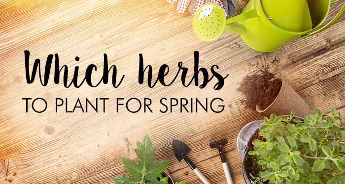 Which Herbs to Plant in Spring